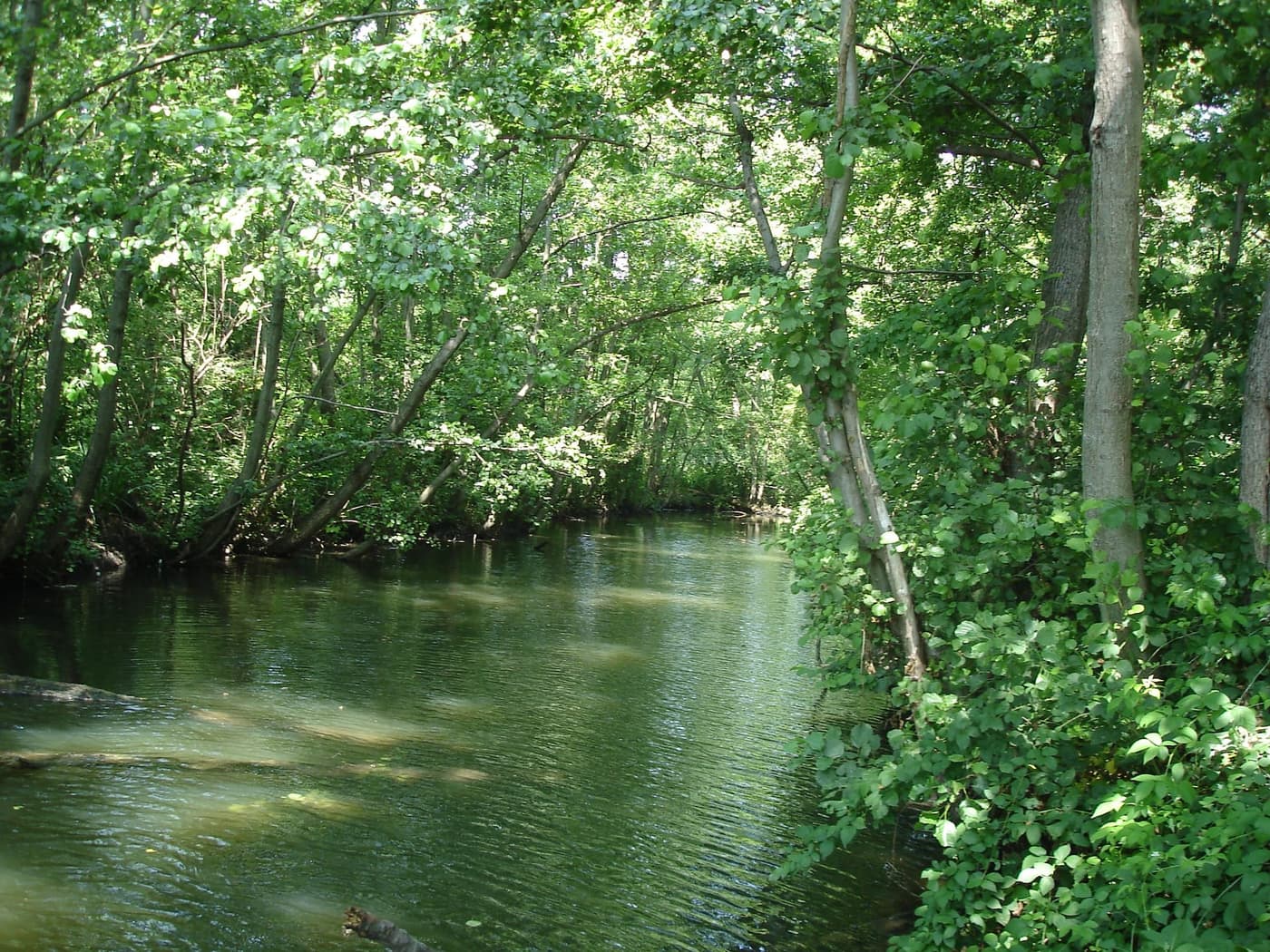 Bosco di ontani