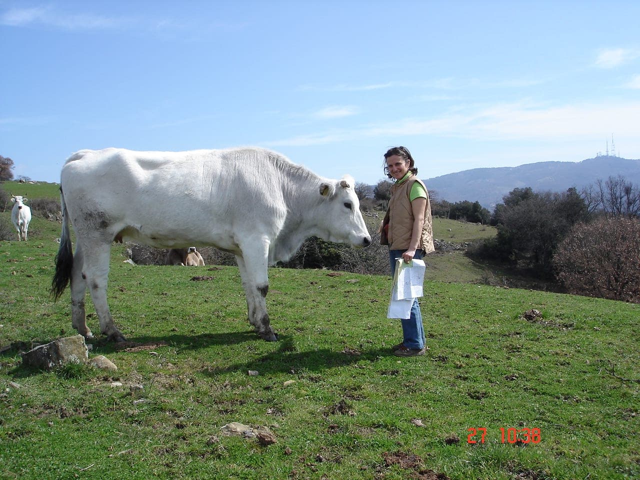Bovini al pascolo