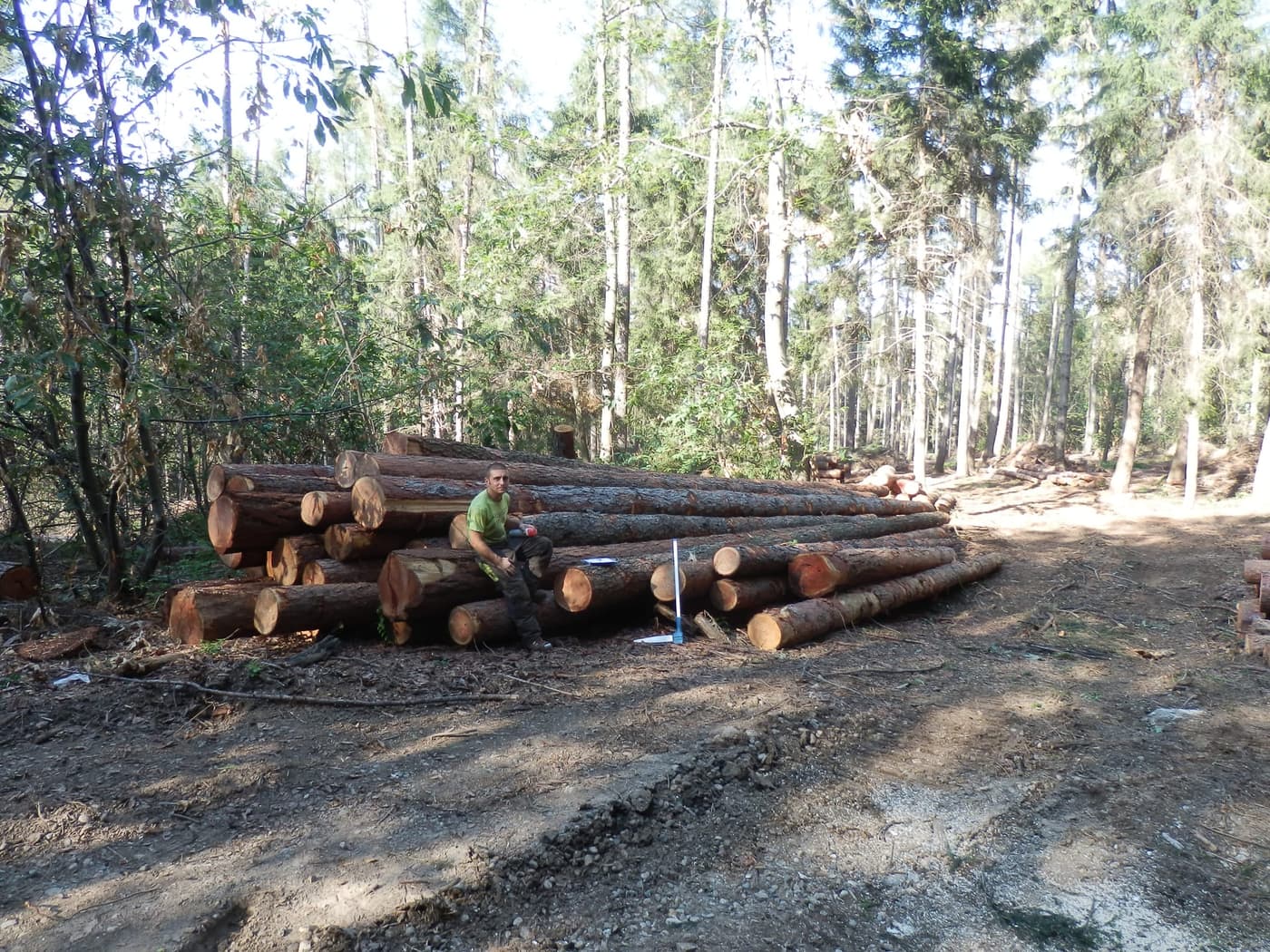 Lavori nel bosco