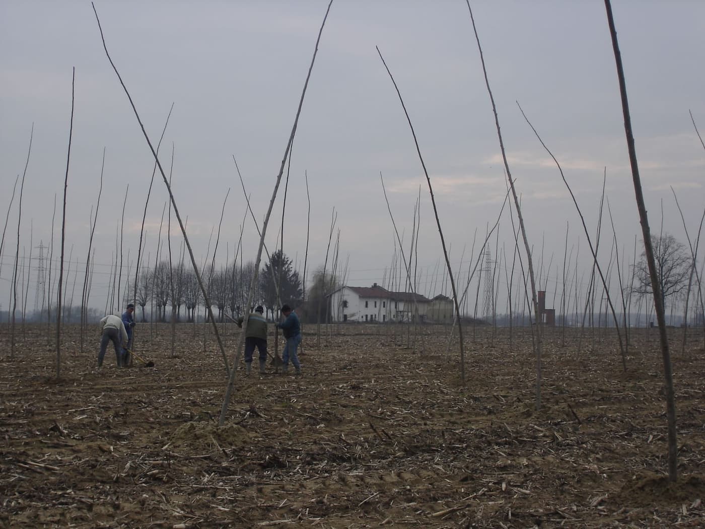 Impianto di pioppi