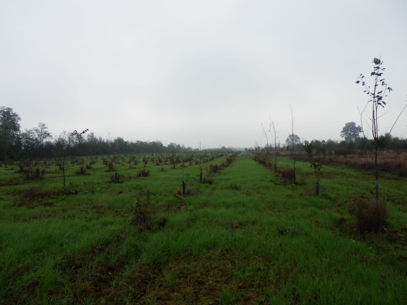 Impianto arboreo